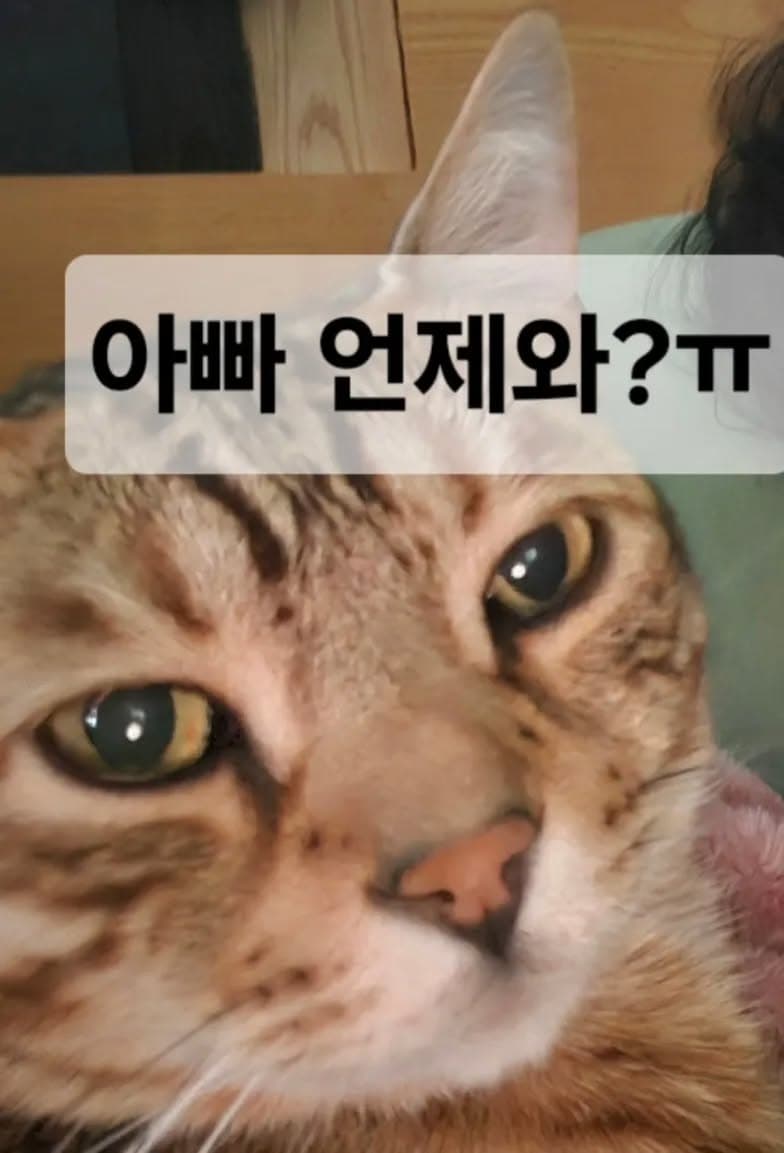 고양이 얼굴과 ‘아빠 언제와?’ 문구