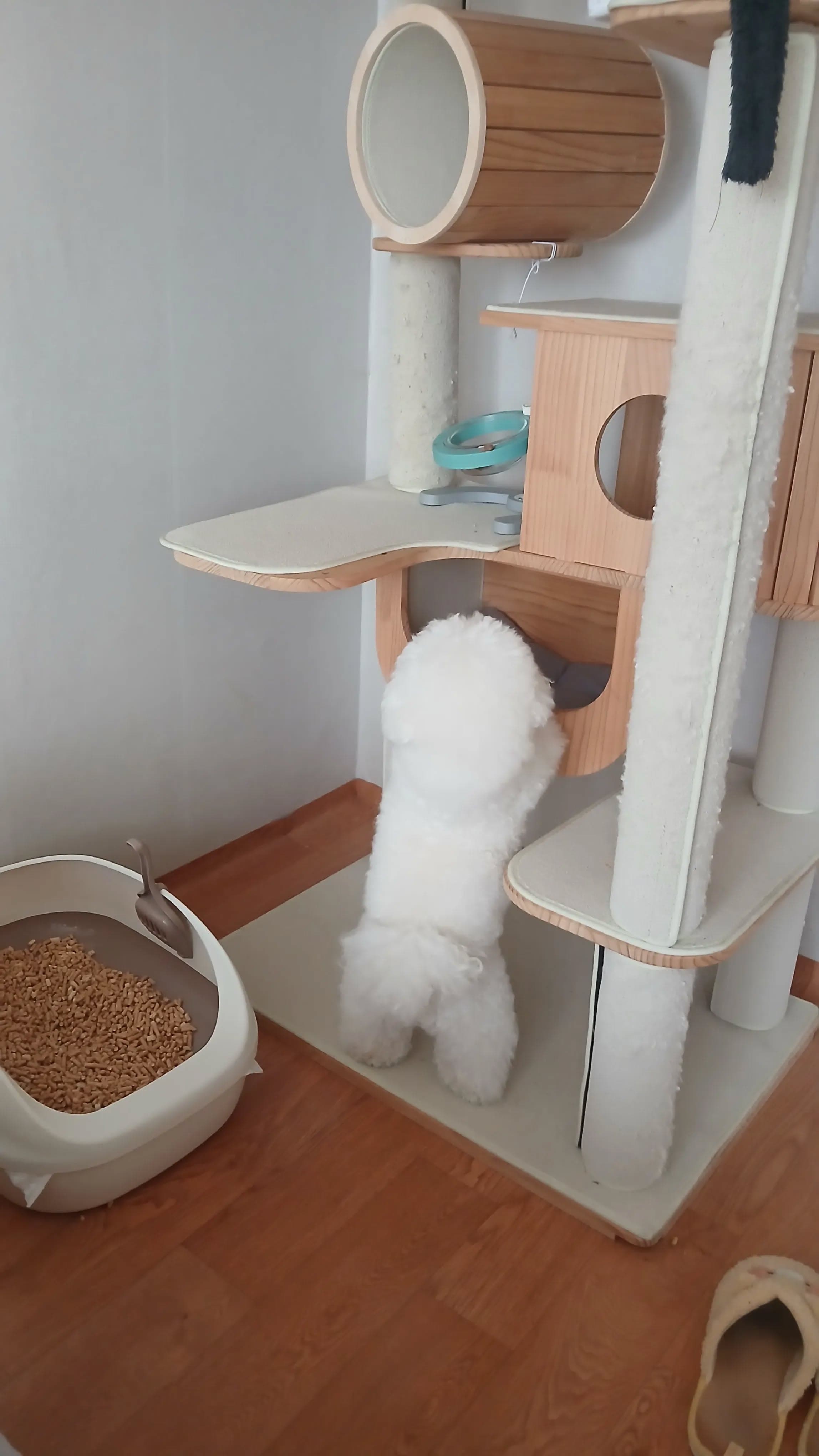 캣타워에 앞발을 올린 강아지 보름이